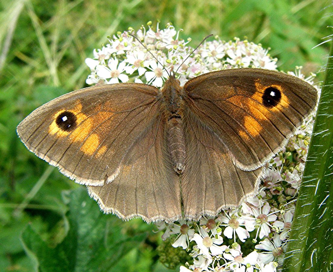 Meadow butterfly shop